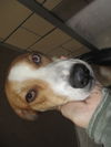 Valarie ADOPTED
