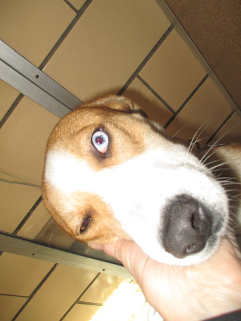 Valarie ADOPTED