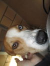 Valarie ADOPTED