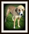 Yella ADOPTED