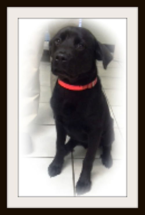 Tank ADOPTED