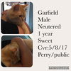 Garfield ADOPTED