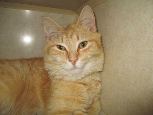 Garfield ADOPTED