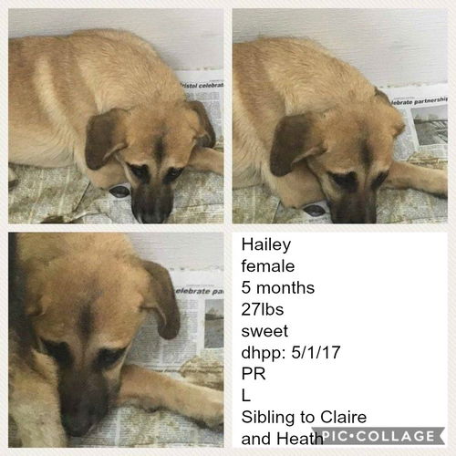 Hailey ADOPTED