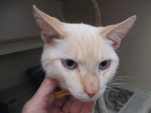 Tashe ADOPTED