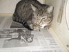 Tashe ADOPTED