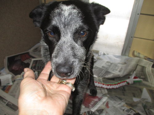 Valentine ADOPTED
