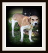 Nala   ADOPTED