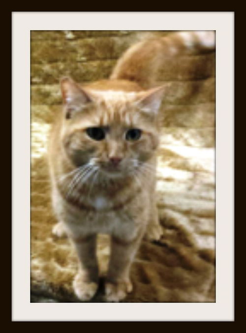 Tabitha ADOPTED