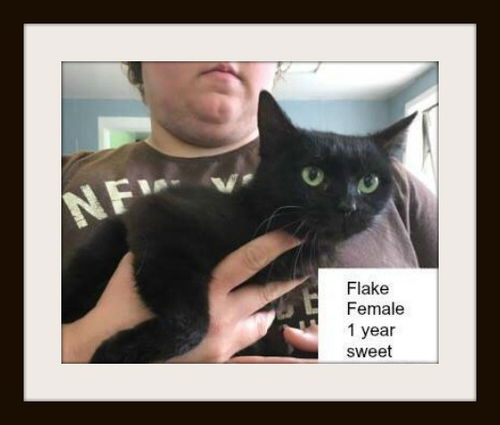 Flake ADOPTED