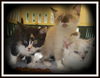 Karas Kittens All ADOPTED