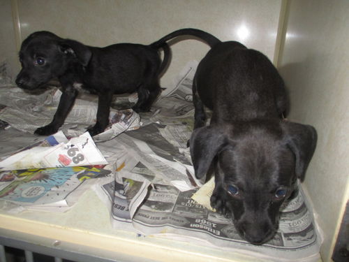 Quads 4 ADOPTED