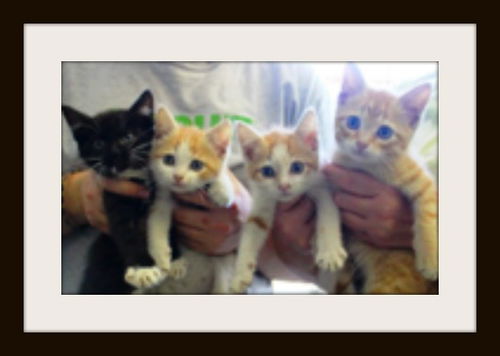 Quarters ALL ADOPTED