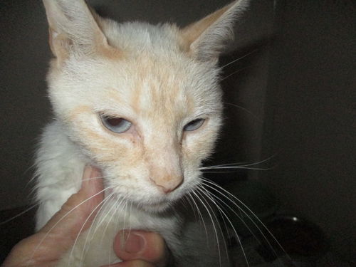 Iris ADOPTED