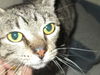 Opal ADOPTED