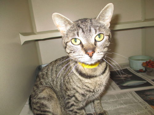 Opal ADOPTED