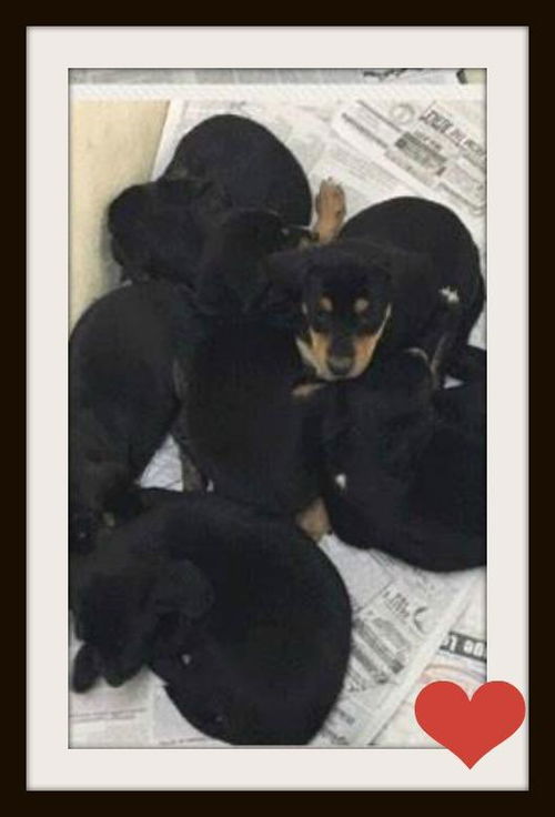 Abra pups ALL ADOPTED