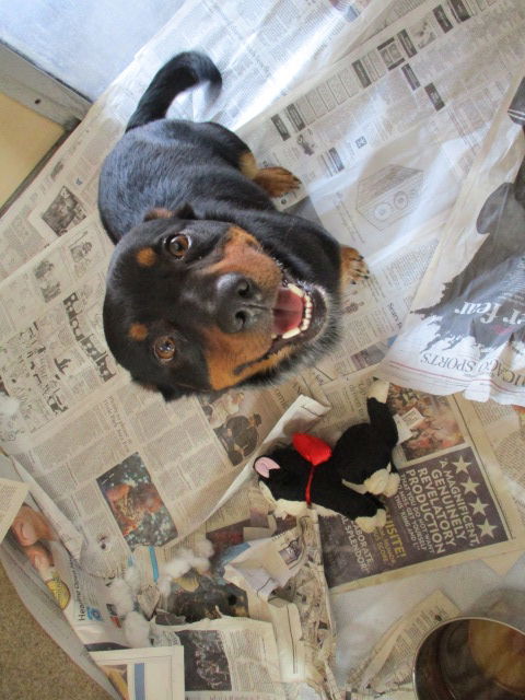 Jake ADOPTED