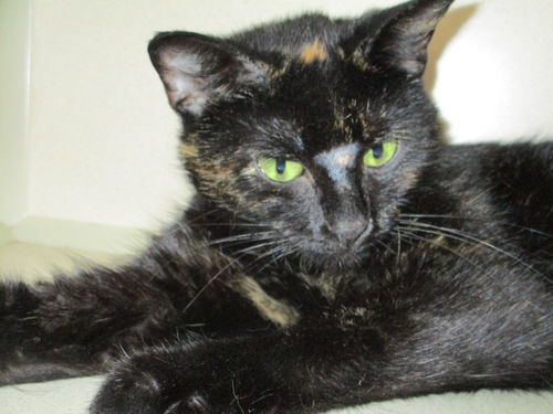 Tara ADOPTED