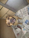 Nala ADOPTED WOO HOO!!!!!