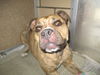 Nala ADOPTED WOO HOO!!!!!