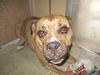 Nala ADOPTED WOO HOO!!!!!
