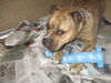 Nala ADOPTED WOO HOO!!!!!
