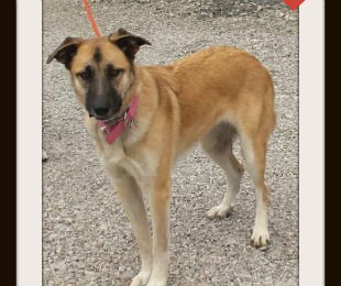 Macey ADOPTED