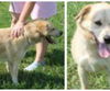 Taft ADOPTED