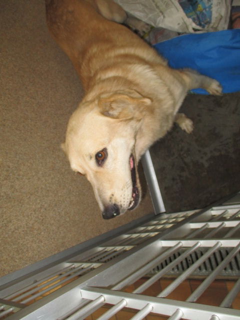 Taft ADOPTED