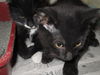 Jack and Jill JACK BOTH ADOPTED