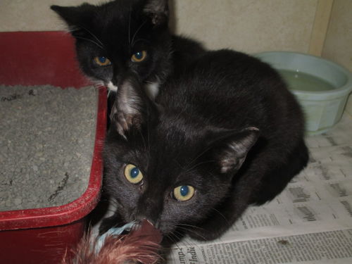 Jack and Jill JACK BOTH ADOPTED