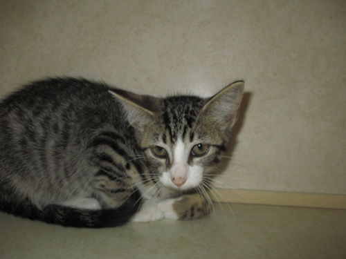 Tabitha