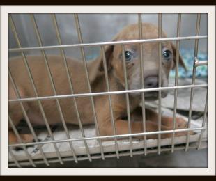 ITTY BITTY ADOPTED
