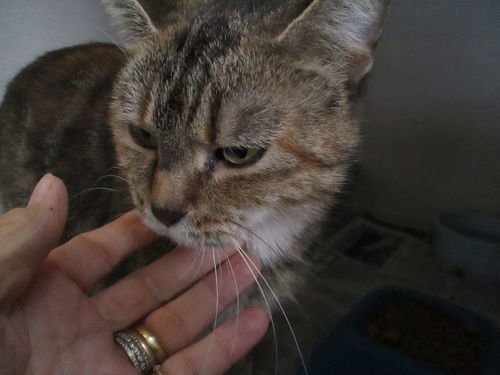 Vivian ADOPTED