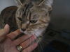 Vivian ADOPTED