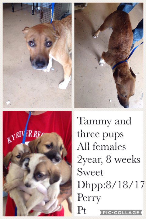Tammy and her 3 pups M