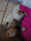 Tammy's Pups ALL ADOPTED