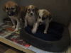 Tammy's Pups ALL ADOPTED