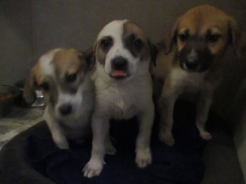 Tammy's Pups ALL ADOPTED