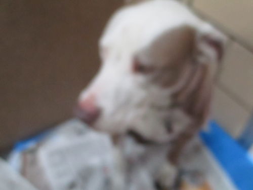Damion ADOPTED