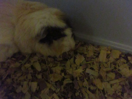 Fili and Kile ADOPTED TOGETHER