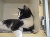 Venus ADOPTED