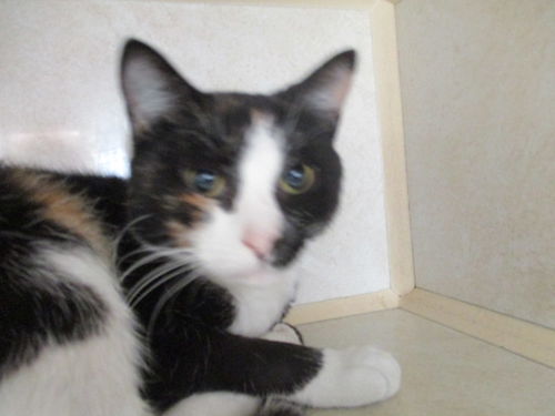 Venus ADOPTED