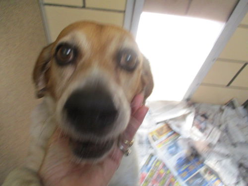 Mabel ADOPTED