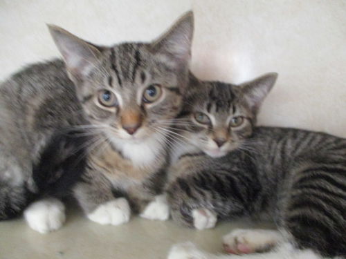 Tabby Tots