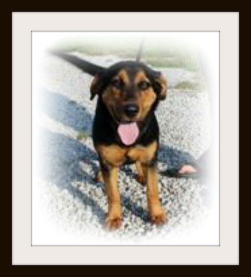 Fawn ADOPTED