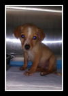 Itty Bitty ADOPTED