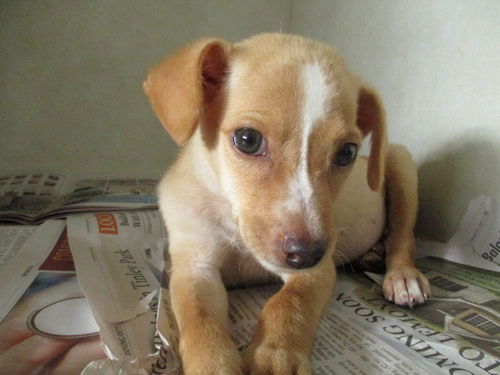 Itty Bitty ADOPTED