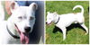 Quantis WOO HOO ADOPTED
